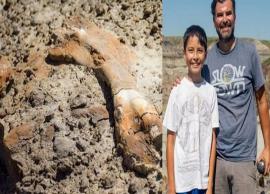 69 மில்லியன் வருடம் பழமையான டைனோசர் எலும்புக்கூட்டை கண்டுபிடித்த சிறுவன்