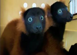 அரிய வகை லெமூர் இன இரட்டையர்கள் முதன்முறையாக காட்சிப்படுத்தப்பட்டன