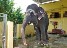 நீச்சல் குளம் பயன்படுத்த முடியாத நிலை... வெயிலில் தவிக்கும் யானை