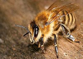 தேனீ கொட்டினால் முதலுதவி சிகிச்சை அவசியம் மேற்கொள்ள வேண்டும்