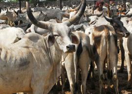 கோடை வெயில் அதிகரிப்பால் கால்நடை வர்த்தகம் வெகுவாக சரிவு