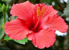 செம்பருத்தி பூ பொடியில் பேஸ்பேக்... சரும அழுக்குகளை போக்கும்