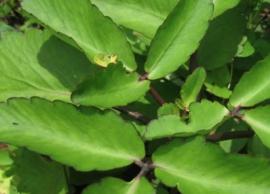 பல நோய்களை போக்கும் மருத்துவ குணம் நிறைந்த ரணகள்ளி இலை