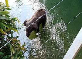 கர்ப்பிணி பெண் யானை கொலை விவகாரம்; சுற்றுச்சூழல் அமைச்சகம் டுவிட்டர் பதிவு