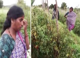 கர்நாடகா மாநிலத்தில் ரூ.2.50 லட்சம் மதிப்பு தக்காளிகளை திருடிச் சென்ற மர்மநபர்கள்