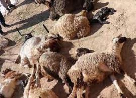 ஆப்கானிஸ்தானில் கடும் குளிரால் 2 வாரத்தில் மட்டும் 2 லட்சம் கால்நடைகள் பலி