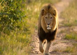 நெஞ்சில் கால் வைத்த நிலையில் சிங்கம்; வாலிபருக்கு ஏற்பட்ட அதிர்ச்சி