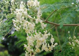 முருங்கைப்பூவில் அருமையாக ரசம் செய்வோம் வாங்க