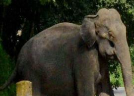 வாகன சத்தத்தால் மிரண்டு ஓடிய யானையால் பெரும் பரபரப்பு