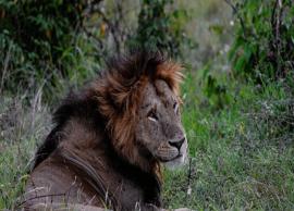 கென்யாவில் கடந்த ஒரே வாரத்தில் 10 சிங்கங்கள் கொல்லப்பட்டதாக தகவல்