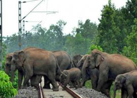 ஒடிசாவில் ரயில்கள் மோதி யானைகள் உயிரிழப்பதைத் தடுக்க எச்சரிக்கும் தொழில்நுட்பம்