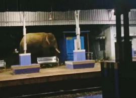 ரயில் நிலையத்திற்குள் புகுந்த காட்டு யானை... அலறியடித்து ஓடிய பயணிகள்