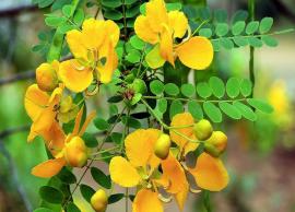 கொழுப்பை குறைக்க உதவும் ஆவாரம்பூ