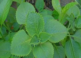 வாய்வு தொல்லையை போக்க உதவும் கற்பூரவல்லி மூலிகை சூப்