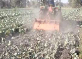 முட்டைக்கோஸ் விலை சரிவு... டிராக்டர் ஓட்டி அழித்த விவசாயி