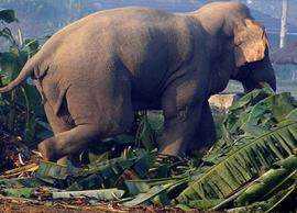 வாயில் காயமடைந்த யானை கவலைக்கிடம்; மருத்துவர்கள் தொடர்ந்து சிகிச்சை