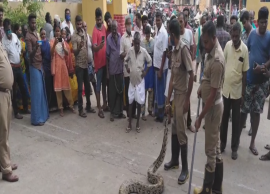 நாயை விழுங்கி சுருண்டு கிடந்த மலைப்பாம்பை மீட்ட தீயணைப்பு வீரர்கள்