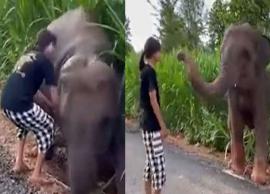 சேற்றில் சிக்கிய தன்னை காப்பாற்றிய பெண்ணை ஆசிர்வதித்த யானை