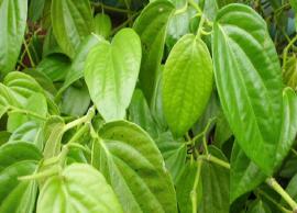 சளியை போக்க உதவும் வெற்றிலை... செய்து பாருங்கள் நிவாரணம் பெறுங்கள்