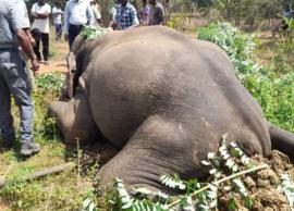 மின்சாரம் தாக்கி உயிருக்கு போராடிய யானையை காப்பாற்றிய மருத்துவக்குழுவினர்