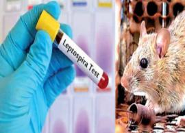 எலிக்காய்ச்சலின் தாக்கம் அதிகரித்துள்ளதாக மருத்துவ சங்கம் எச்சரிக்கை