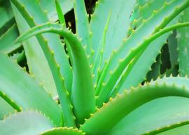 உடல் நலப் பிரச்னைகளுக்கு மிகச் சிறந்த நிவாரணமாக விளங்குகிறது சோற்றுக் கற்றாழைச் சாறு