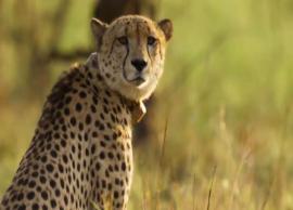 ஐந்து சிவிங்கிப்புலிகள் உயிரிழப்பு குறித்து விசாரிக்க நடவடிக்கை