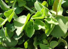 இயற்கை உணவுகளே போதும்... குடல் புழுக்களை அழிப்பதற்கு!!!