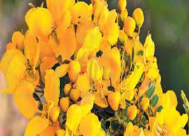 மருத்துவக் குணங்கள் நிரம்பிய ஆவாரையின் பயன்கள்