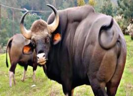 காட்டு மாடுகள் சுற்றி திரிவதால் கொடைக்கானலுக்கு வரும் சுற்றுலாப்பயணிகள் அச்சம்