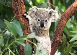 நாய்களால் வேட்டையாடப்படும் கோலா கரடிகள்; எச்சரிக்கை விடுத்துள்ள ஆராய்ச்சியாளர்கள்