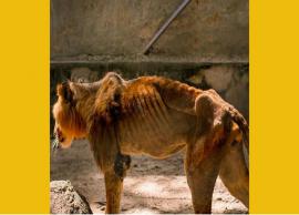 நைஜீரியா மிருகக்காட்சி சாலையில் பரிதாபமான நிலையில் உள்ள சிங்கம்