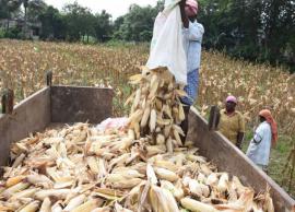 மக்காச்சோளம் அறுவடை துவங்கிய நிலையில் விலை வீழ்ச்சி