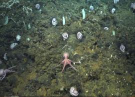 யாரும் கண்டிராத ஆக்டோபஸ்களின் இனப்பெருக்க இடத்தை கண்டறிந்த ஆழ்கடல் ஆராய்ச்சியாளர்கள்