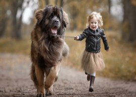 குழந்தைகளுக்கு எந்த வகையான நாய்களை பிடிக்கும் ?