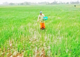 வயலில் இறங்கி உழவு பணியில் ஈடுபட்ட எம்.எல்.ஏ.வுக்கு துணை ஜனாதிபதி, முதல்-மந்திரி பாராட்டு