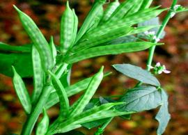 பல்வேறு பிரச்சினைகளுக்கும் சிறந்த தீர்வாகும் அவரைக்காய்!