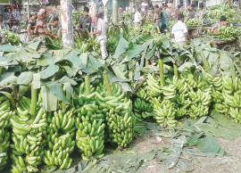 மேட்டுப்பாளையம் மார்க்கெட்டுக்கு வாழைத்தார் வரத்து அதிகரிப்பு; போட்டி போட்டு வாங்கிய வியாபாரிகள்
