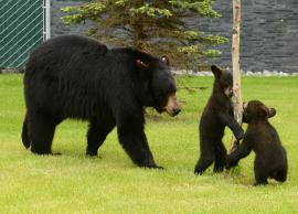 தாய் என்றாலே பாசம் ,தனி அக்கறை தான் அது மனிதர்கள் என்றால் என்ன  விலங்கு என்றால் என்ன..