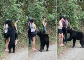 எதிரே வந்த கரடியை சமாளித்த மூன்று இளம் பெண்கள்...இணையதளத்தில் வீடியோ வைரல்