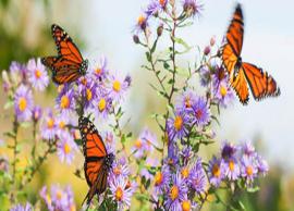 வண்ணத்துப்பூச்சி பூங்காவில் முகாமிட்டுள்ள அரியவகை பறவைகள்