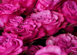 ரோஜாப்பூ வனிலா பாயாசம் செய்து பாருங்கள்