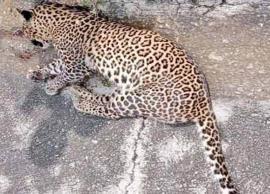 மேகமலையில் சிறுத்தை குட்டி உயிரிழப்பு; வனத்துறையினர் ஆய்வு