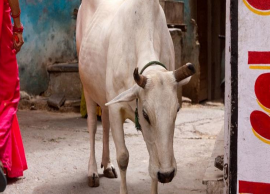 இமாசலப் பிரதேசத்தில் வெடிமருந்து கலந்த உணவை மென்றதால் கர்ப்பிணி பசு காயம் 