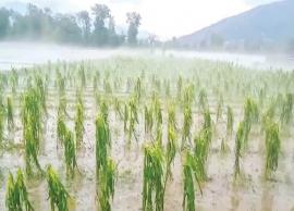 கடலூரில் பயிர் சேத விவரங்களை கணக்கெடுக்கும் பணி தீவிரம்