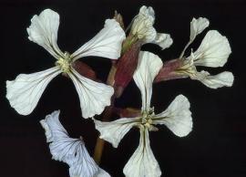 கொடைக்கானலில் மக்களை வெகுவாக கவர்ந்திழுக்கும் சிலுவை பூக்கள்