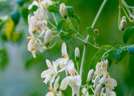 முருங்கைப் பூவில் நிறைந்துள்ள நன்மைகள் குறித்து அறிந்து கொள்வோம்!