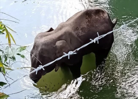 யானையை வெடி வைத்து கொன்ற விவகாரம்: துப்பு கொடுத்தால் ரூ.1 லட்சம் பரிசு 