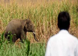 பந்தலூர் வனப்பகுதியையொட்டியுள்ள கிராமங்களில் காட்டு யானைகள் அட்டகாசம்