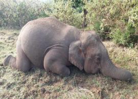 வாயில் காயம் ஏற்பட்ட யானை சிகிச்சை பலனின்றி பரிதாபமாக உயிரிழந்தது